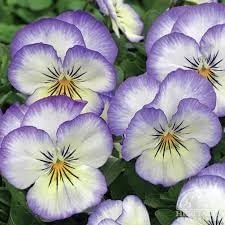 Heirloom Pansy Heartsease Flower Seeds for Planting, Non-GMO - Pansy for planting in home garden